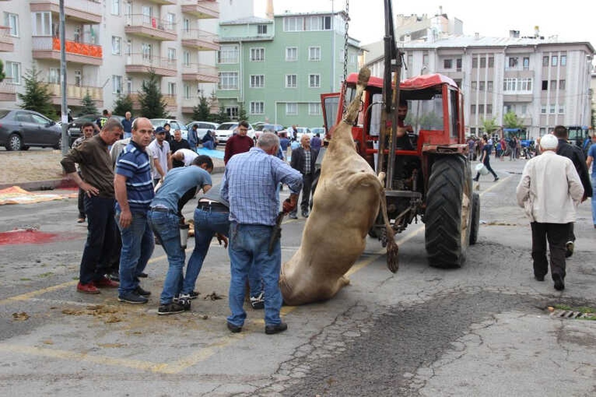 Kurbanlarını Keserken Zor Anlar Yaşadılar