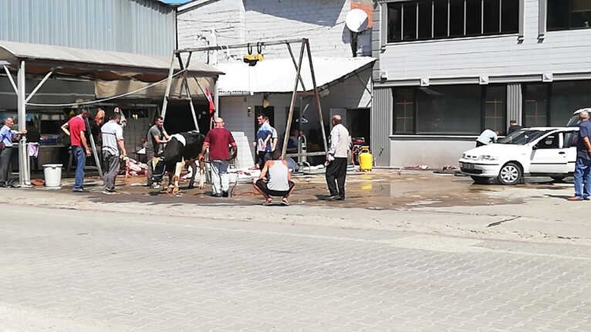 Kurbanlık Tosunun İnadı, Kasabı Çileden Çıkarttı