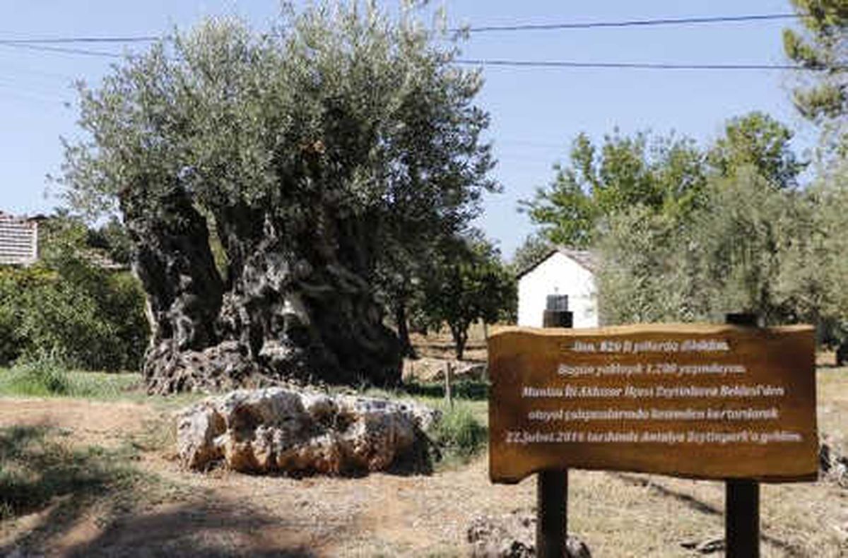 Odun Olmaktan Kurtarılan Asırlık Zeytin Ağaçlarının Verimi İkiye Katlandı