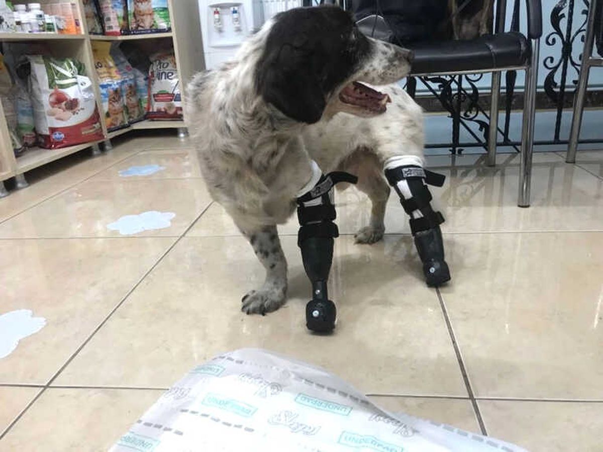 Türkiye\'nin Yüreğini Sızlatan \'Sızı\' Köpekten Sevindirici Haber