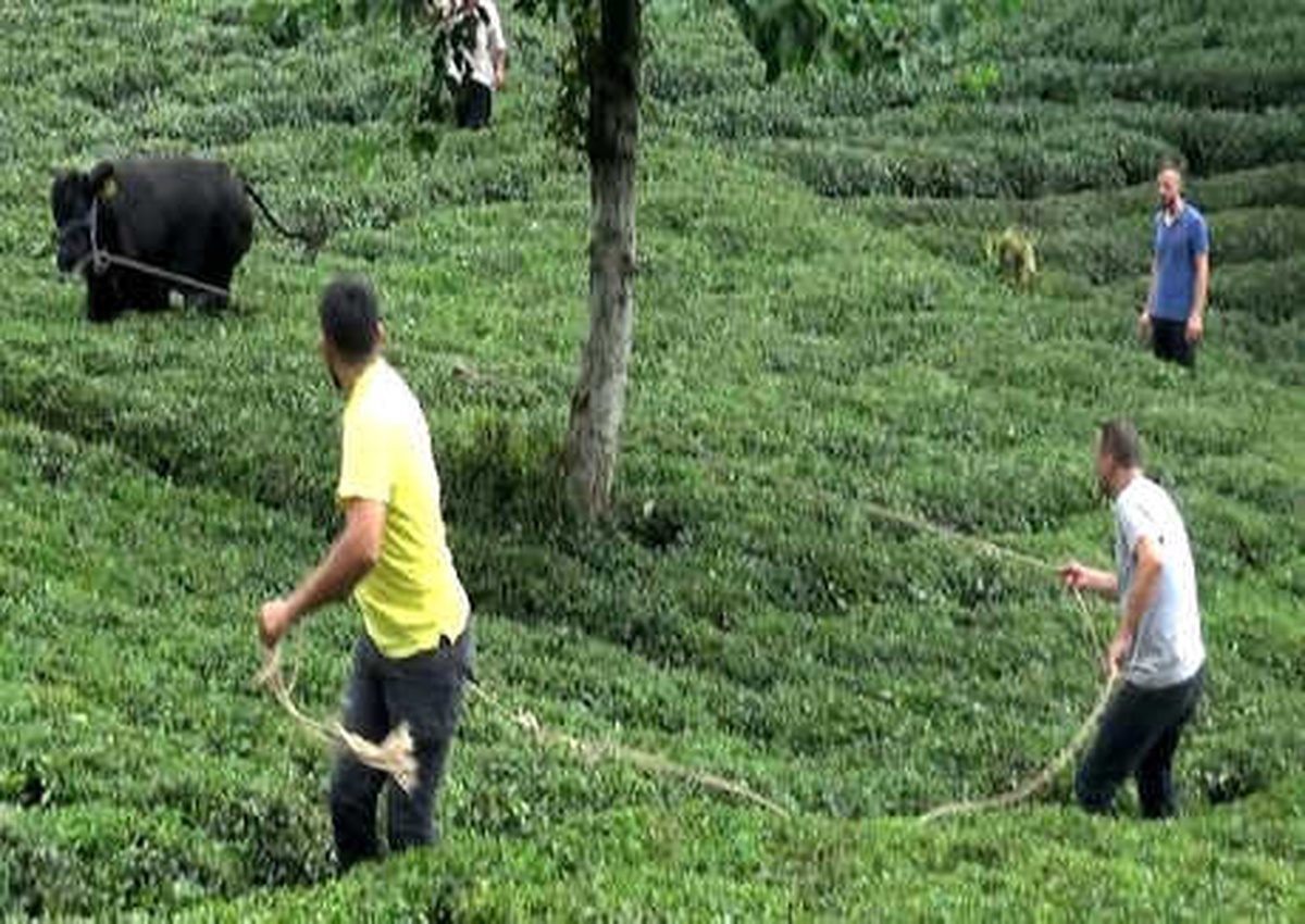Rize\'de Kaçan Kurbanlık Sahibini Yaraladı, Ortalığı Birbirine Kattı