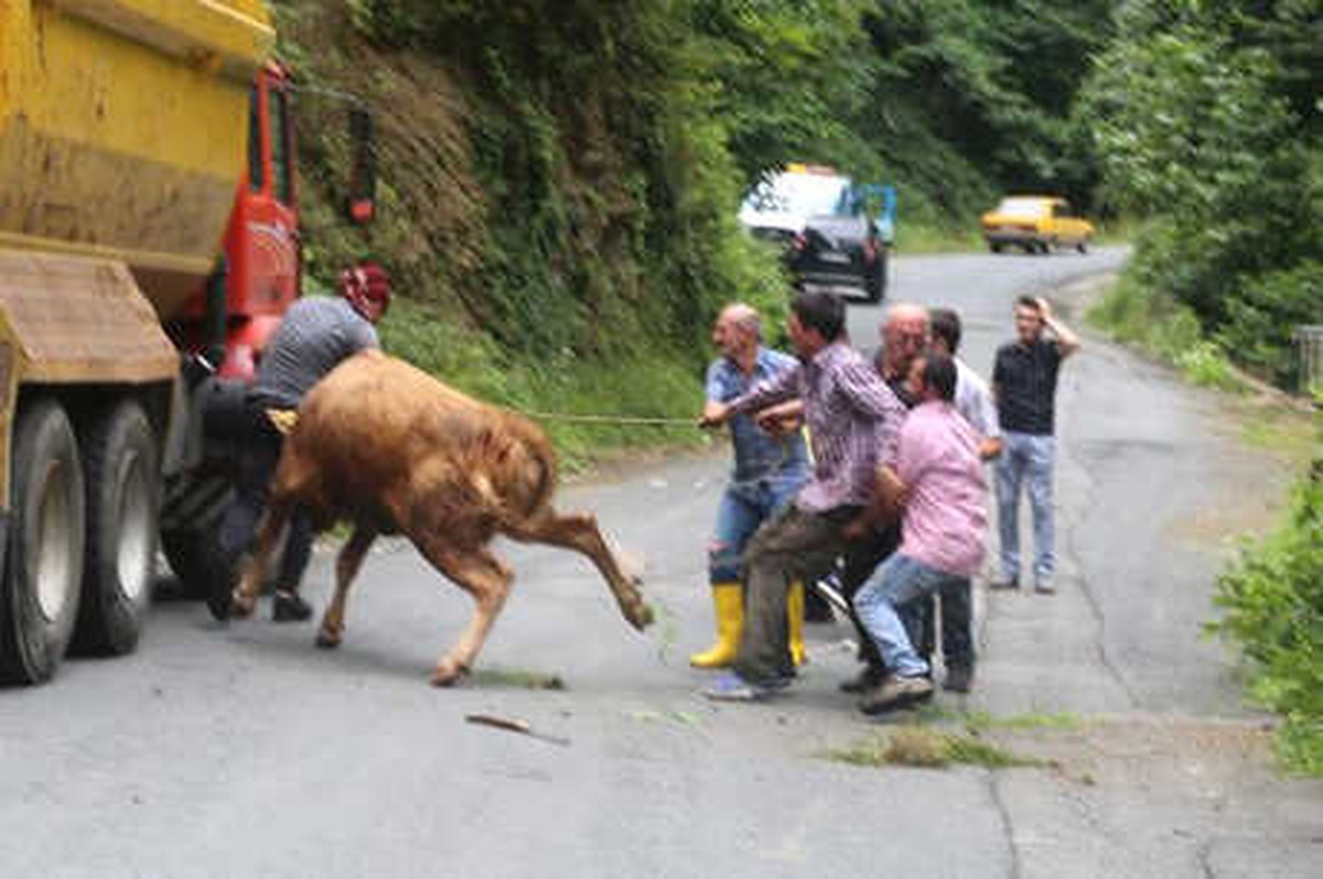Rize\'de Kaçan Kurbanlık Sahibini Yaraladı, Ortalığı Birbirine Kattı (2)