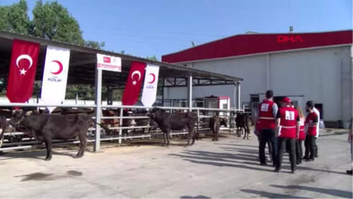 Sakarya Cumhurbaşkanı Recep Tayyip Erdoğan\'ın Kurbanlığı Sakarya\'da Kesildi