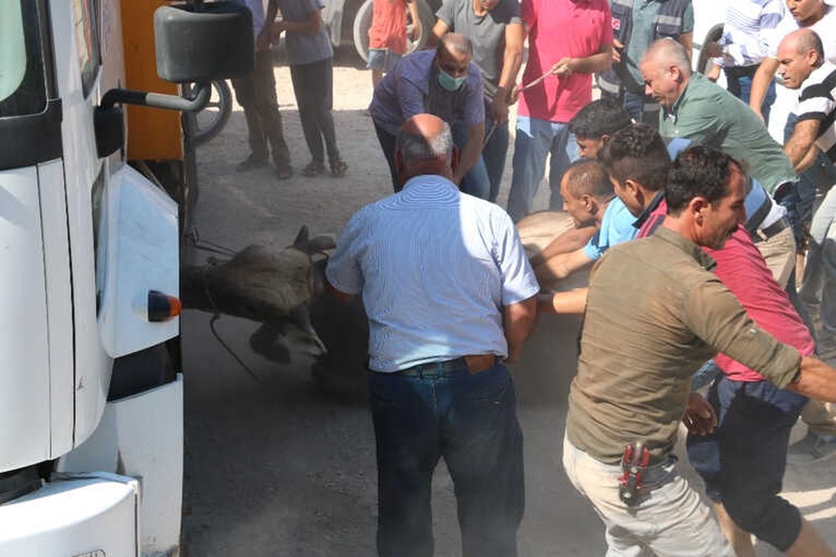 Şanlıurfa\'da Kaçan Kurbanlıklar Sahiplerine Zor Anlar Yaşattı