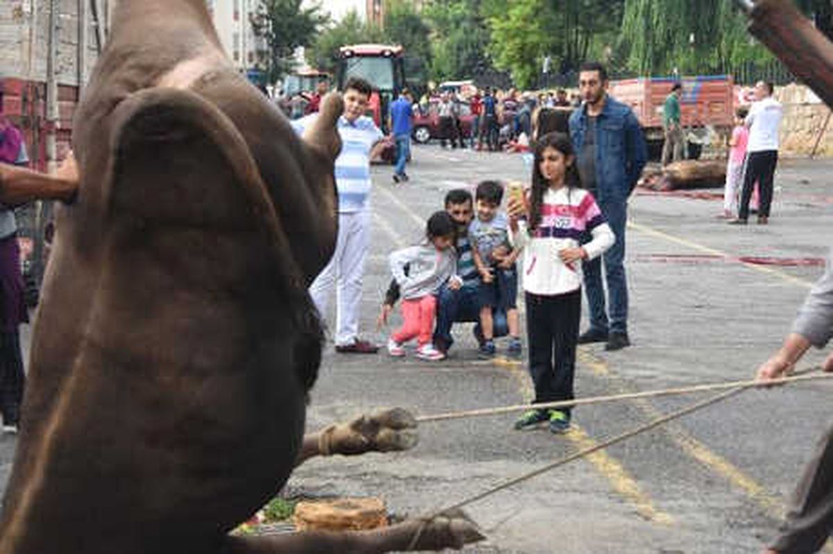 Sivas\'ta Kurban Manzaraları