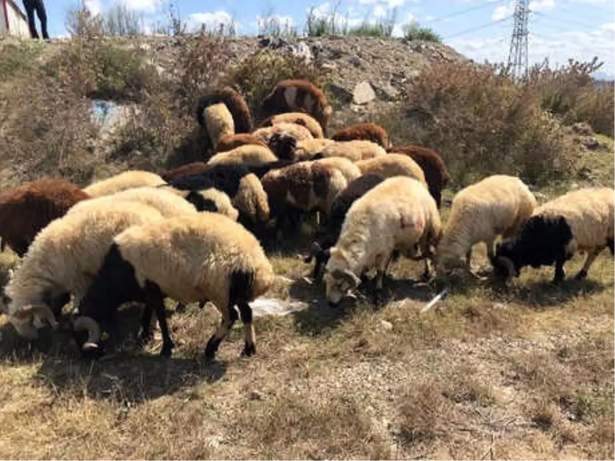 Sultangazi\'de Zabıtadan Kaçak Kesim Denetimi