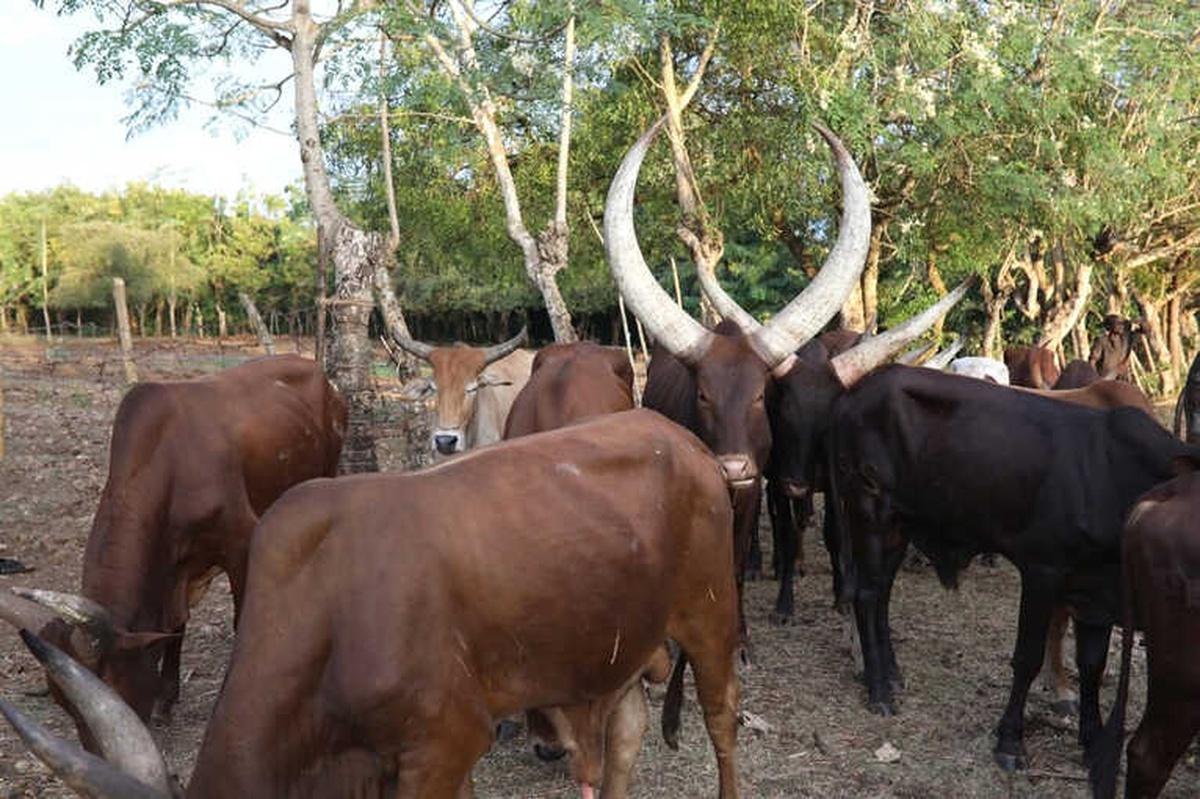 Zanzibar\'da Kurbanlıklar Kesime Hazır