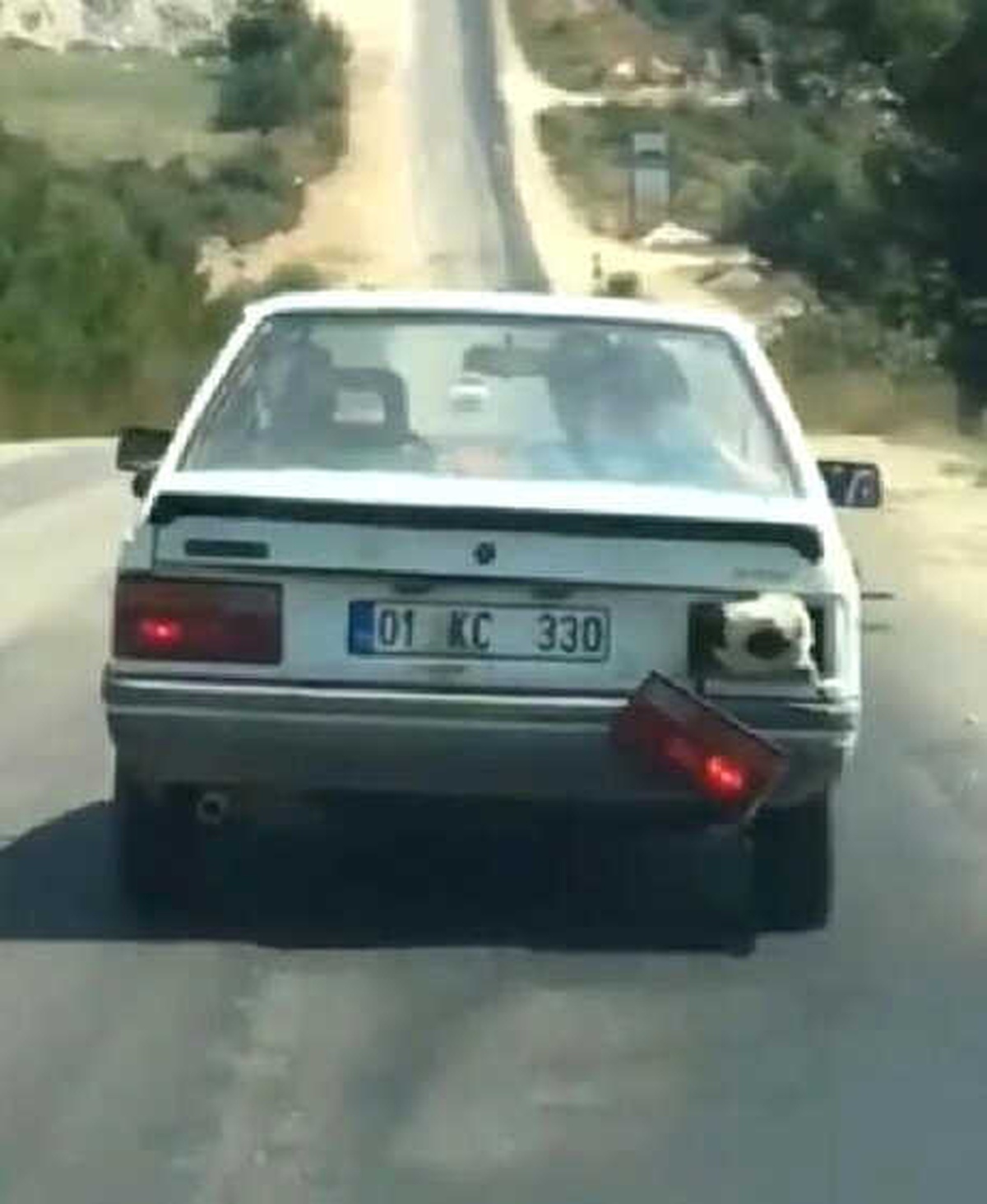 Bagajda Taşınanı Koyunun Nefes Alması İçin İlginç Çözüm