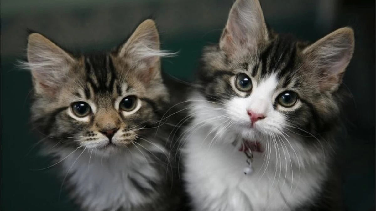 İngiltere Kedi ve Köpek Yavrularının Pet Shoplarda Satışını Yasaklıyor