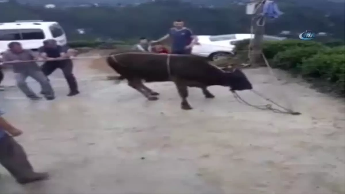 İpini Koparan Kurbanlık Boğa Korku Dolu Anlar Yaşattı... O Onlar Kamerada