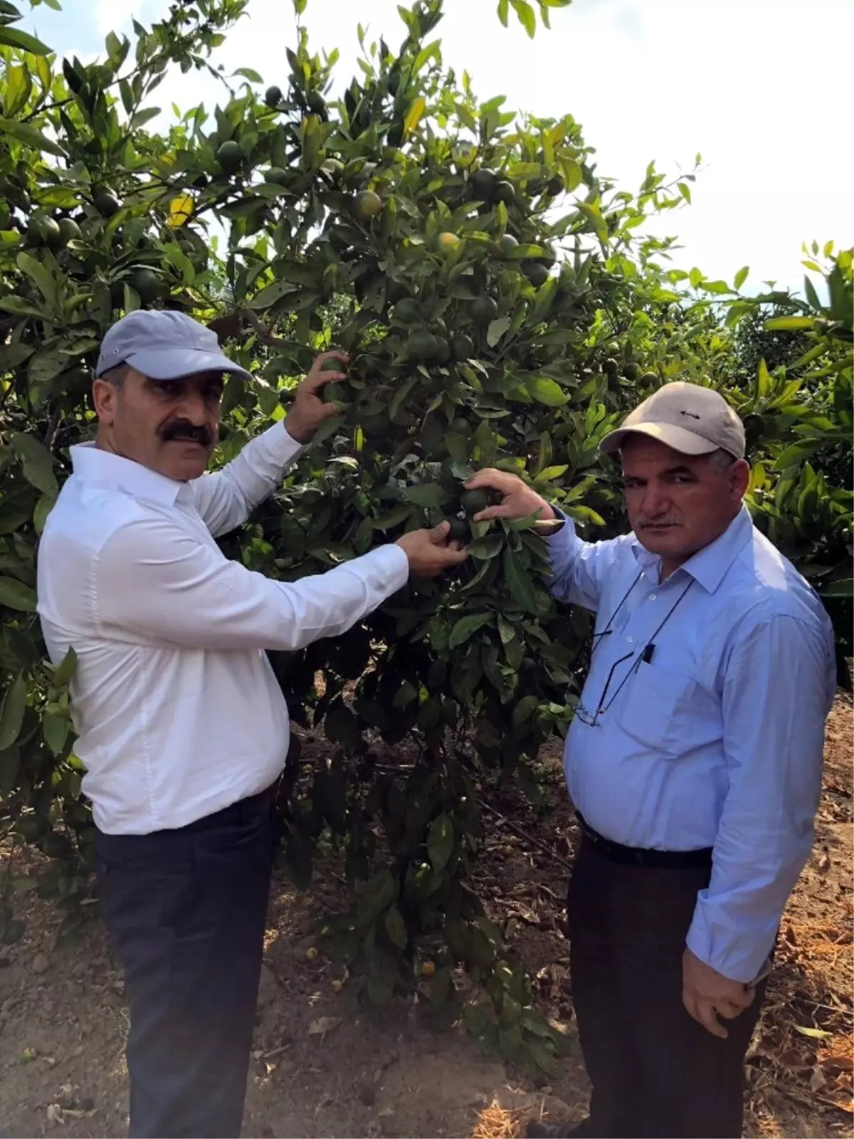 Narenciye Üretiminde Akdeniz Meyve Sineği ile Mücadelede Destek