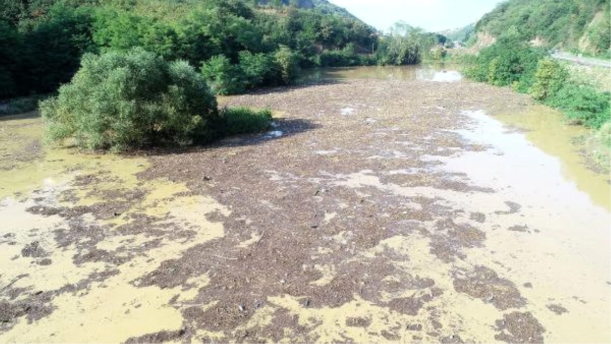 Sera Gölü Odun, Çöp ve Balçıkla Kaplandı