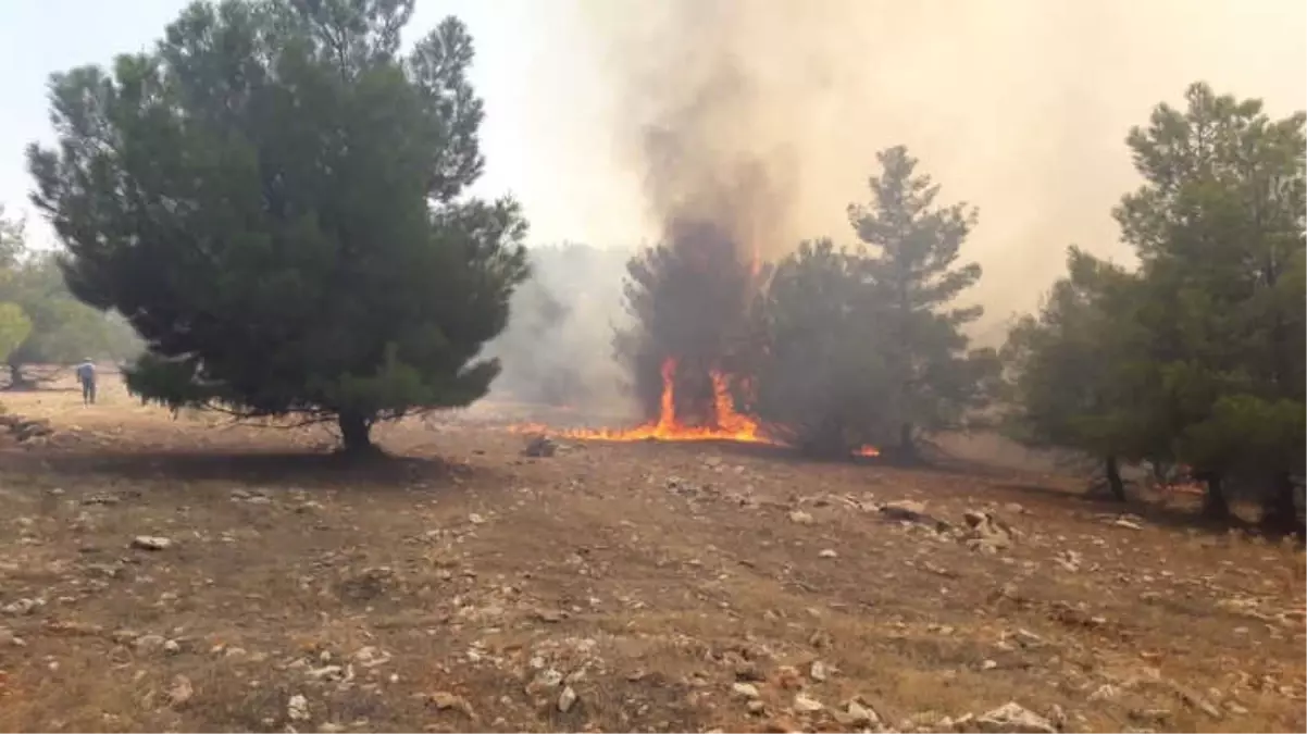 Dünyanın Bilinen En Eski Tapınaklarından Göbeklitepe Arkeolojik Alanı Yakınlarındaki Ormanlık...