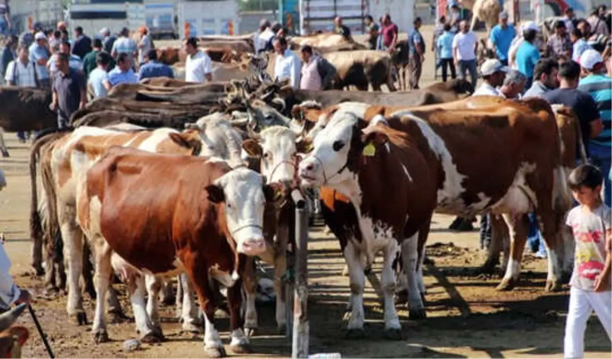 Elde Kalan Kurbanlık Fiyatları Açıklandı