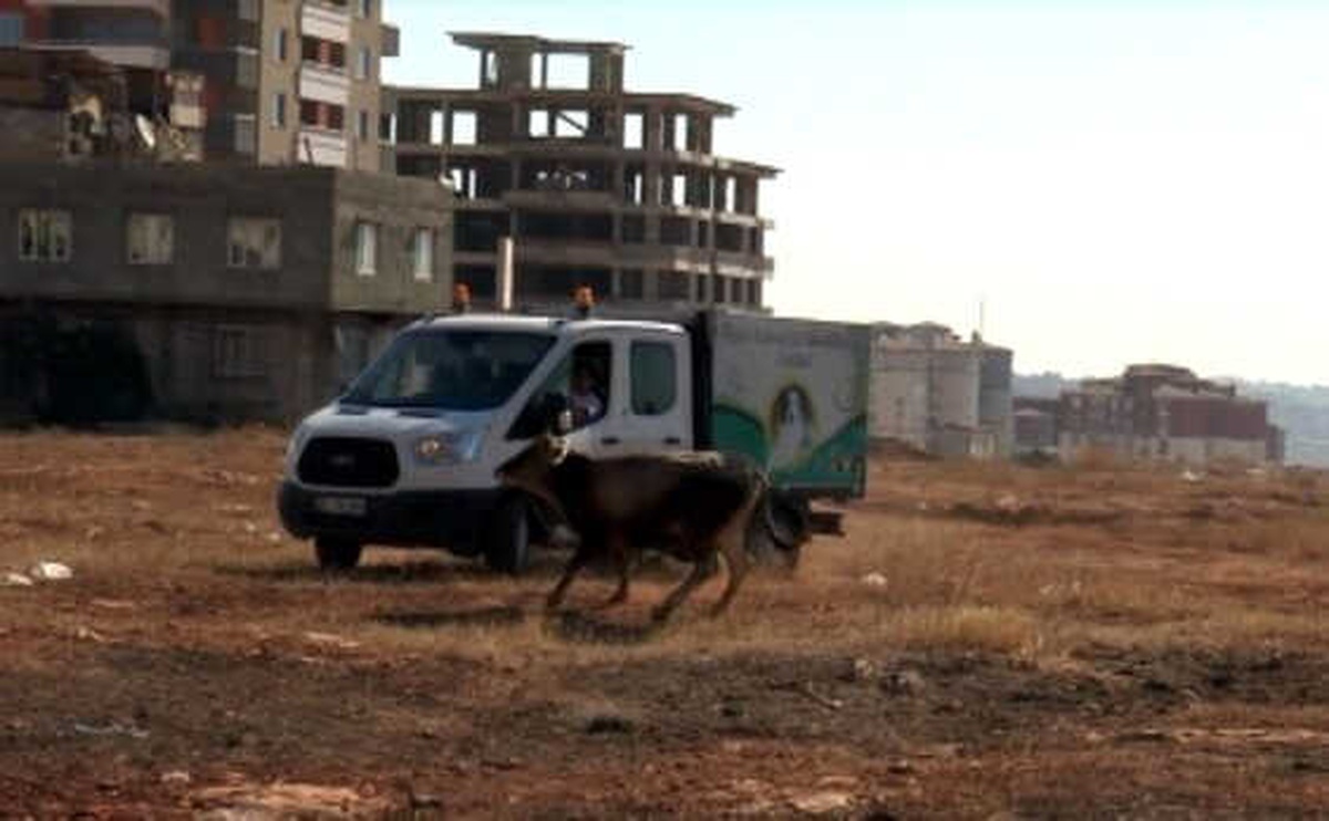 Gaziantep\'te Sahibinin Elinden Kaçan 17 Dana Yakalandı