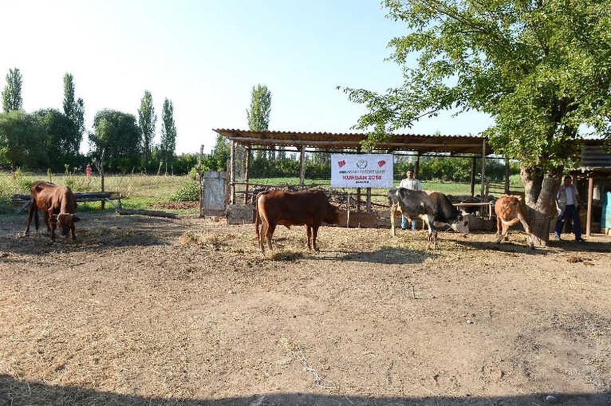 İhh Azerbaycan\'da Kurban Kesimi Yaptı