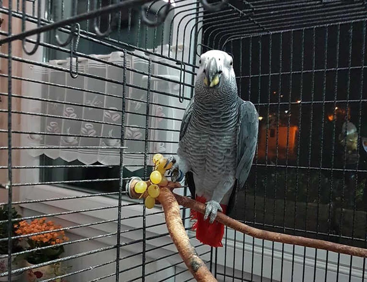 Kaybolan Papağanlarını Bulana Para Ödülü