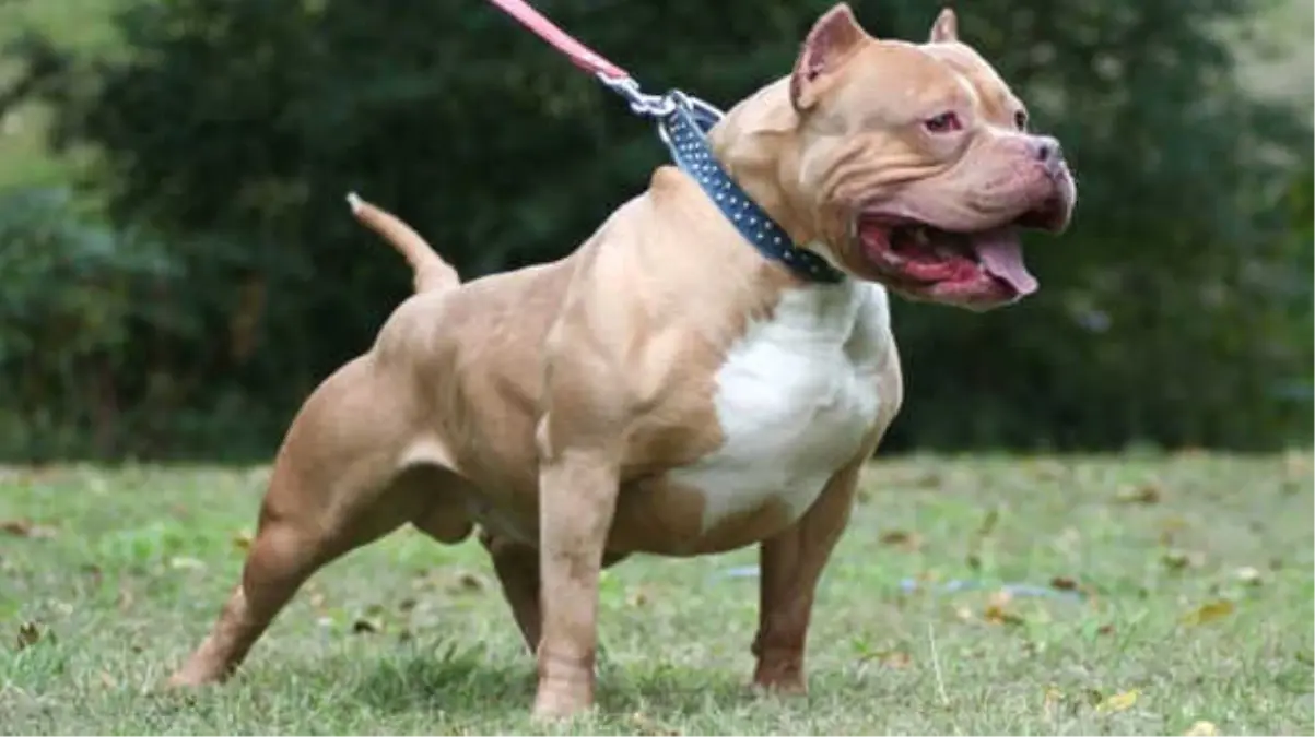 Bahçesinde Baktığı Pitbull Cinsi Köpeği, Küçük Kızı Tecavüzden Kurtardı