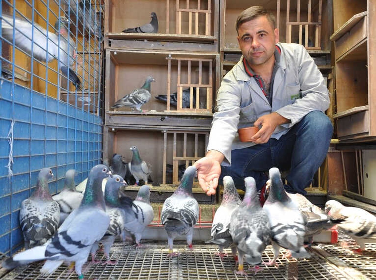Mesafe Tanımayan Güvercin Sahibine Kupa Kazandırdı