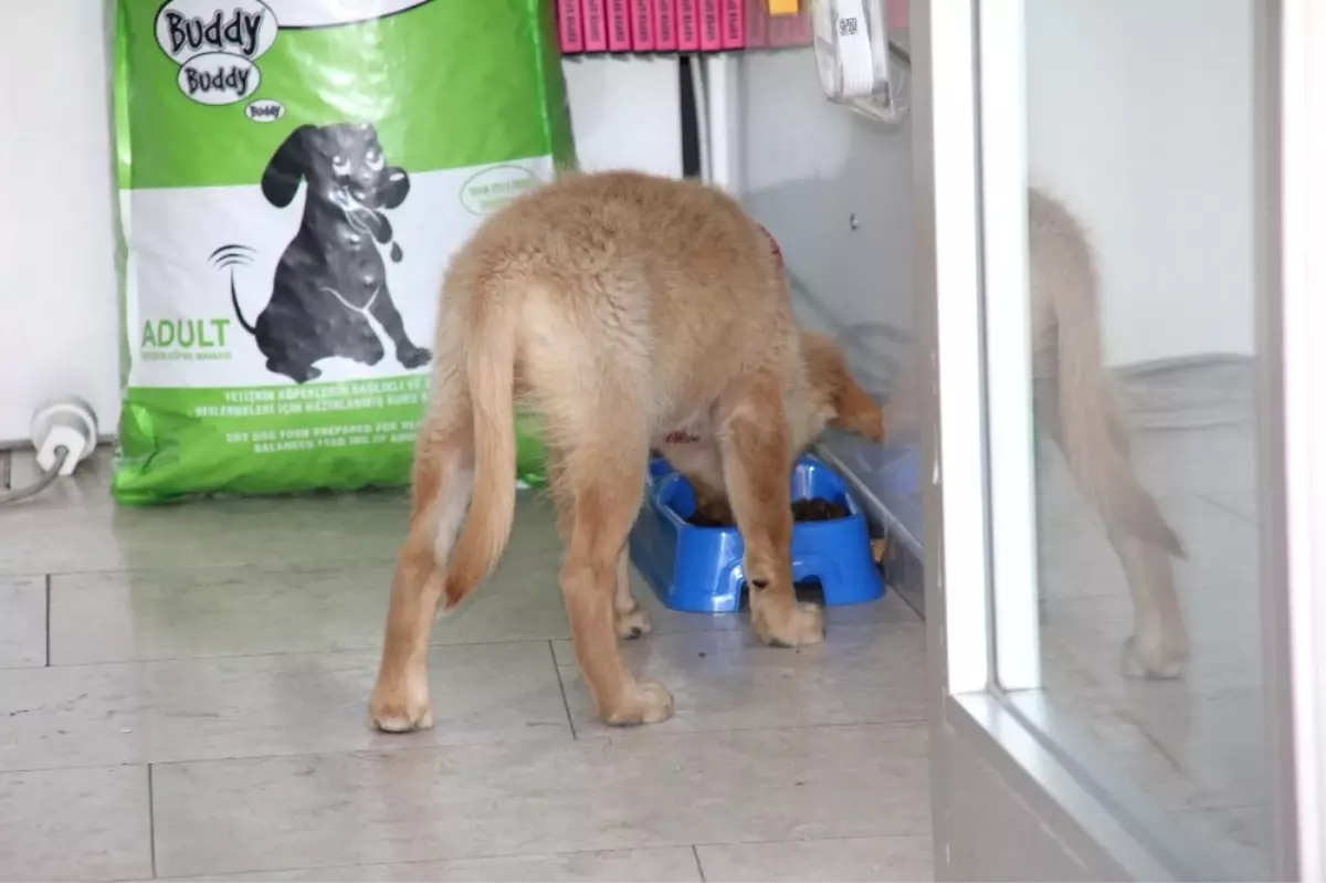 Kazancının Yüzde 10\'una Kediler ve Köpekler Ortak