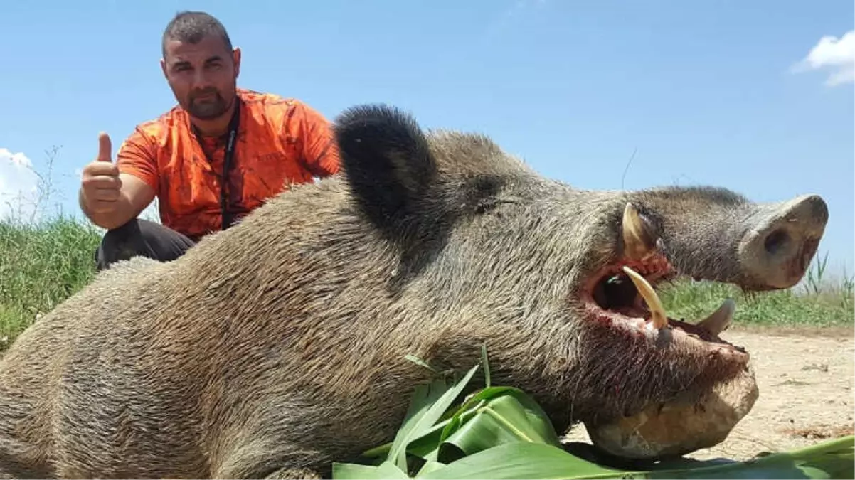 Tarlalara Zarar Veren 250 Kiloluk Yaban Domuzu Avlandı