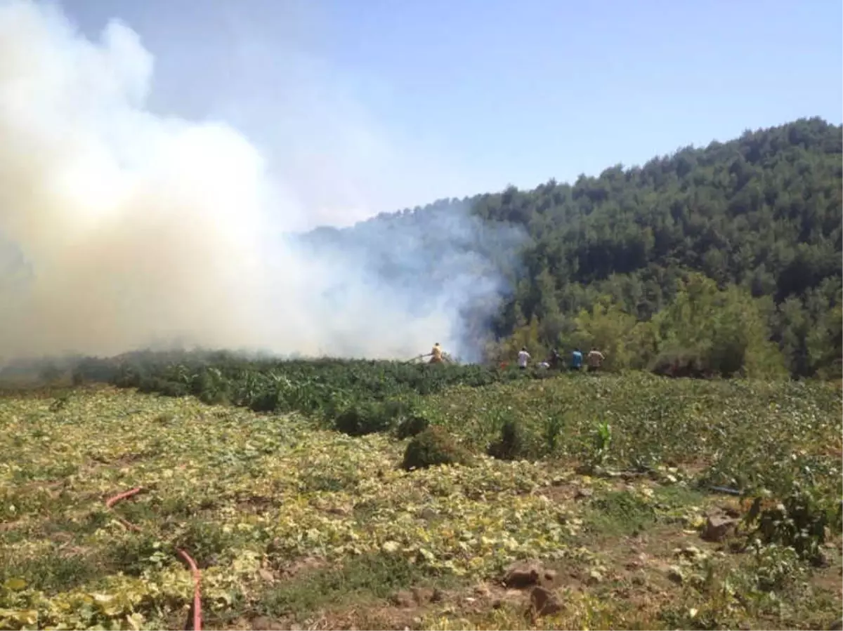 Hatay\'da Orman Yangını