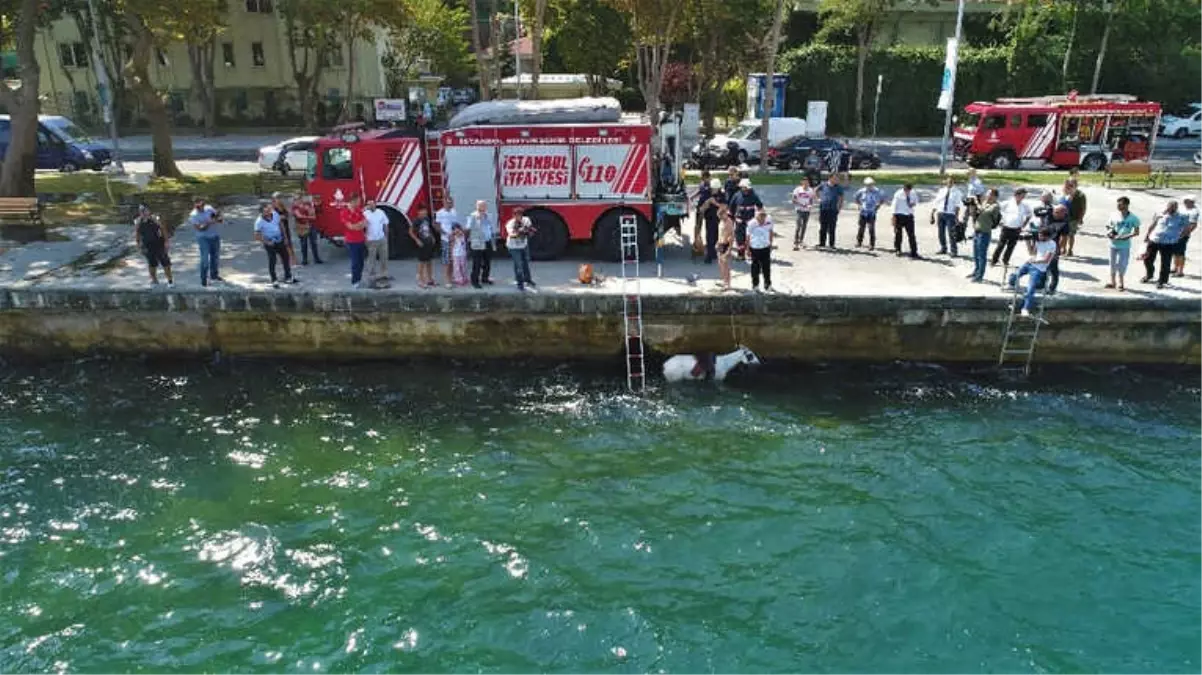 Sariyer\'de Denize Düşen Atın Kurtarılma Anı Havadan Görüntülendi