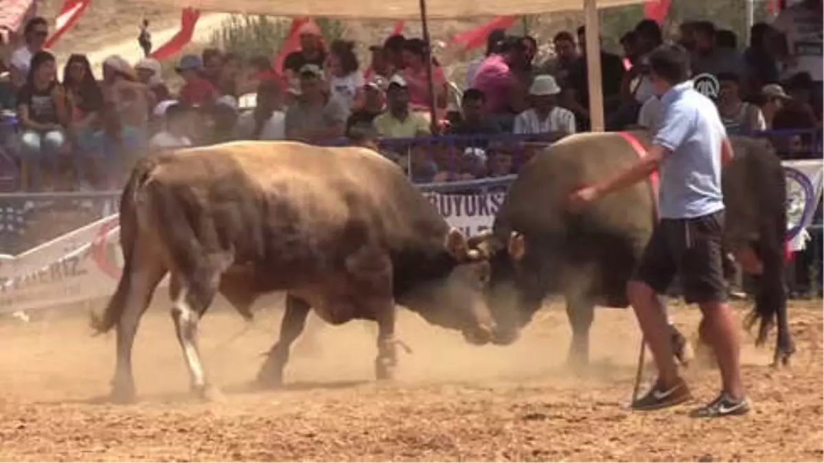 19. Akkaya Boğa Güreşleri Festivali