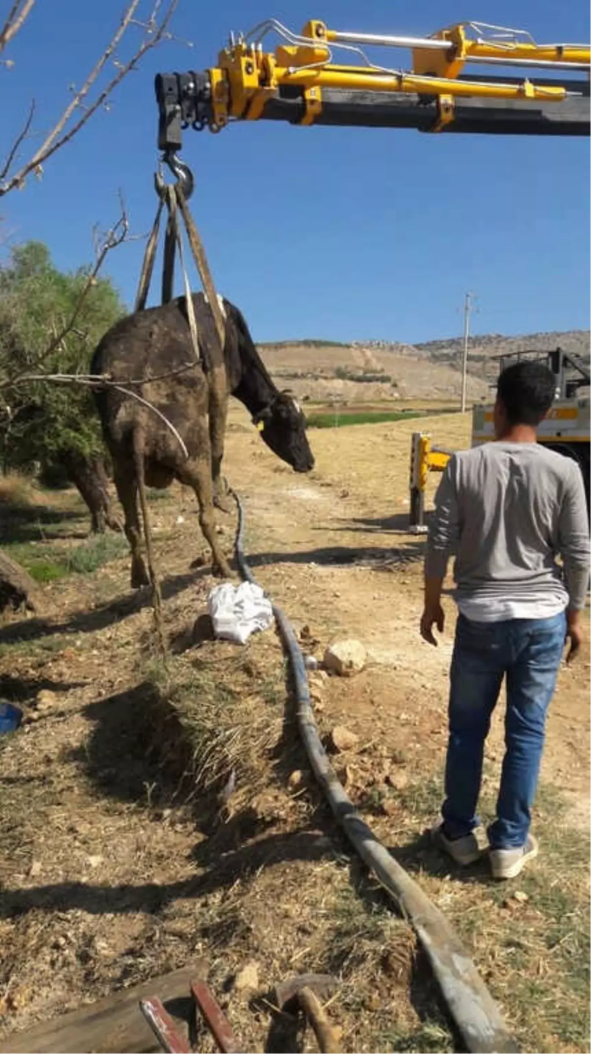 Çamura Saplanan İnek 2 Gün Sonra Kurtarıldı