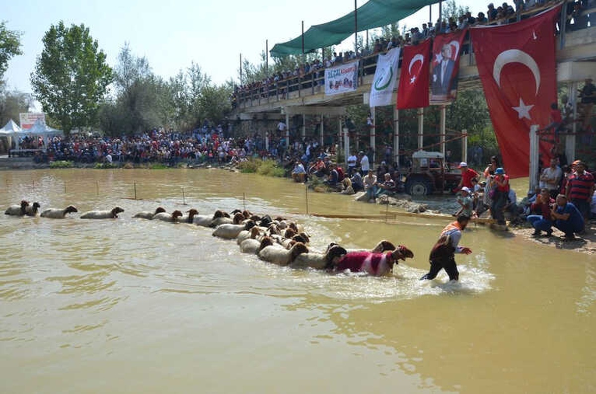 Denizli\'de Asırlık "Sudan Koyun Atlatma Yarışması" Başladı