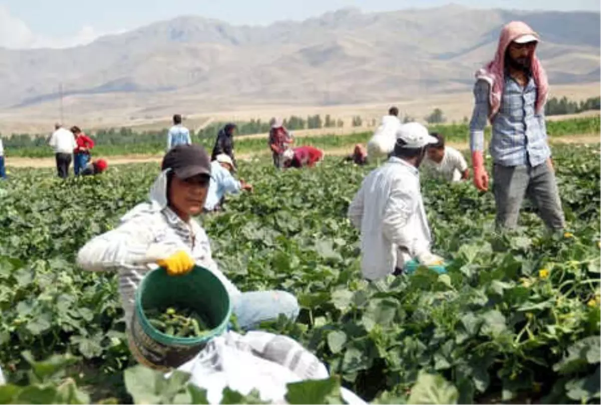 Niğde\'den 10 Ülkeye Ev Tipi Turşu İhraç Ediliyor