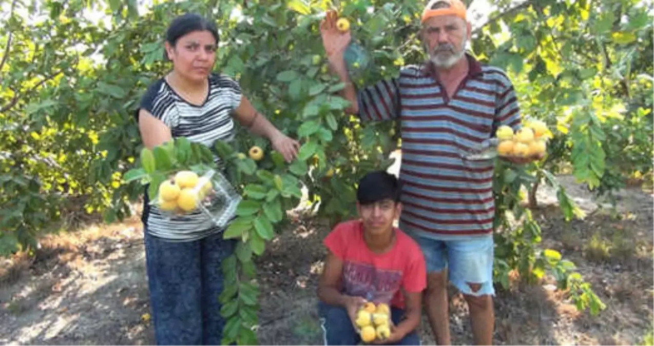 Türkiye\'nin İlk Guava Üreticisi! 5 Yıl Önce 5 Fidan Dikerek Başladı Şimdi Yok Satıyor