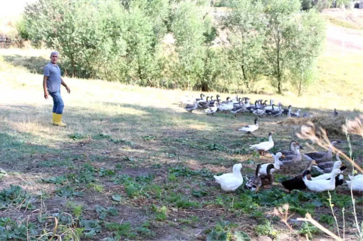 32 Yıllık Öğretmen Emekli Olur Olmaz Köyde Kaz Beslemeye Başladı