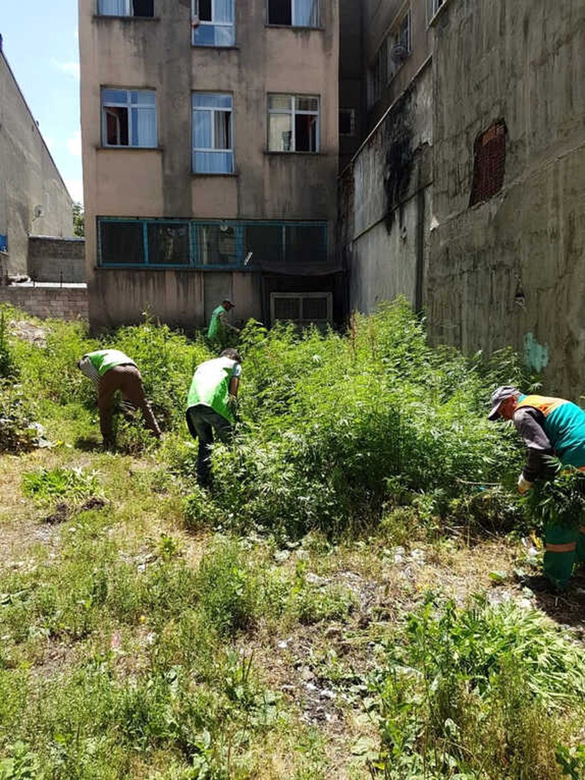 Erzurum\'da 1 Milyon 878 Bin 665 Kök Hint Keneviri İmha Edildi