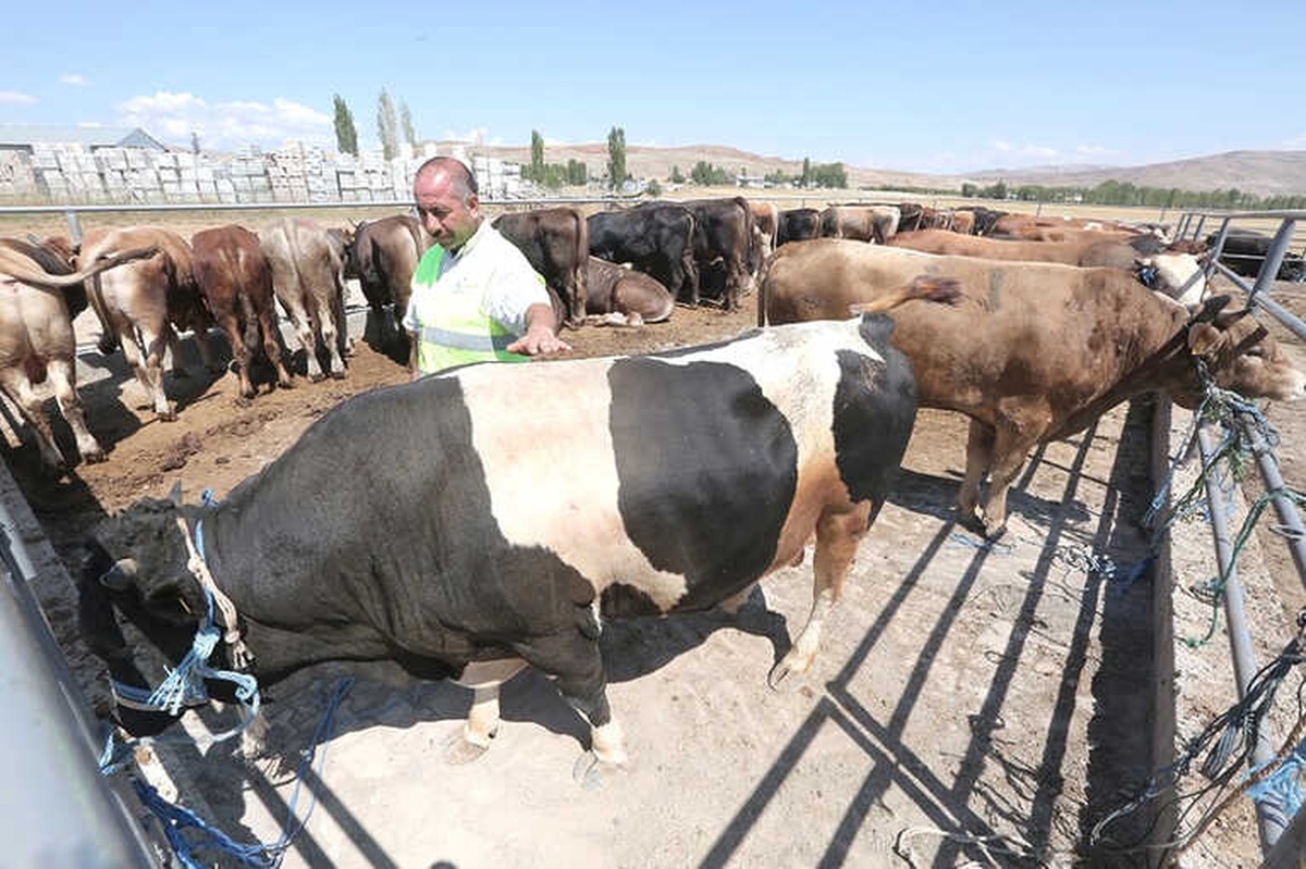 Hayat Ağacı Derneği 120 Adet Kurban Kesti
