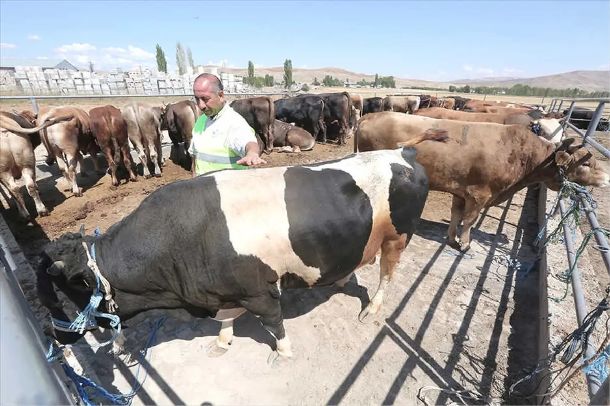 Hayat Ağacı Derneği 120 Kurban Kesti