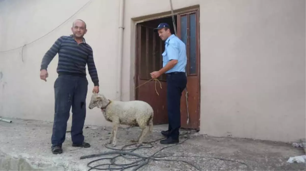 Kaybolan Koç Sahibine Teslim Edildi