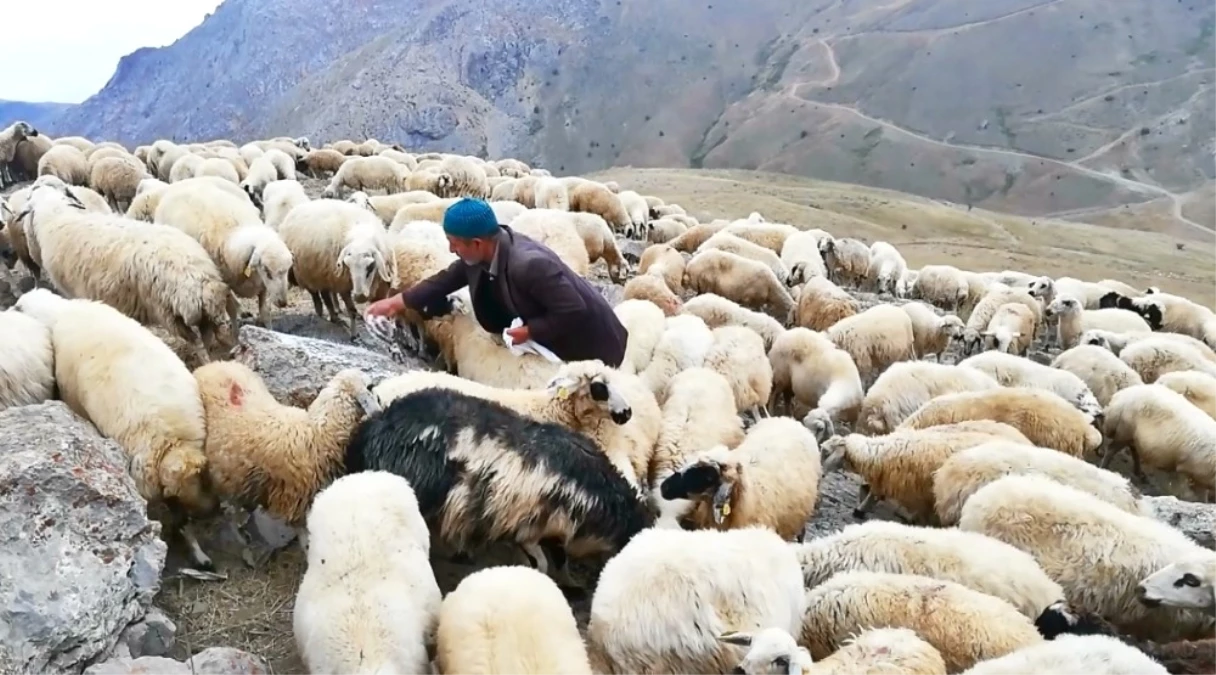Koyunların Tuz ve Su Keyfi