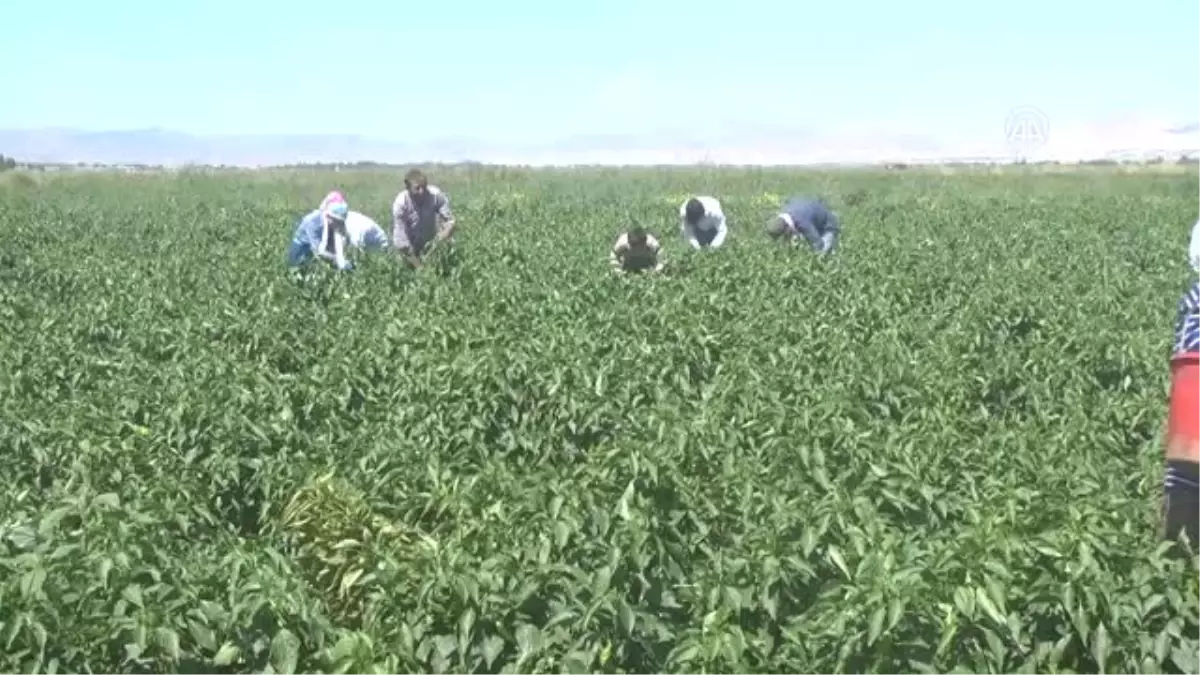 Muş Ta Kapya Biberinin Hasadına Başlandı