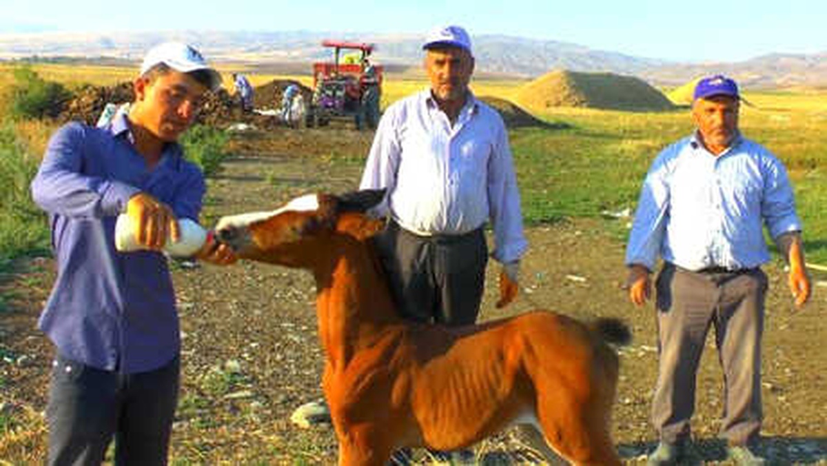 Annesi Ölen Tayı Biberonla Besliyorlar