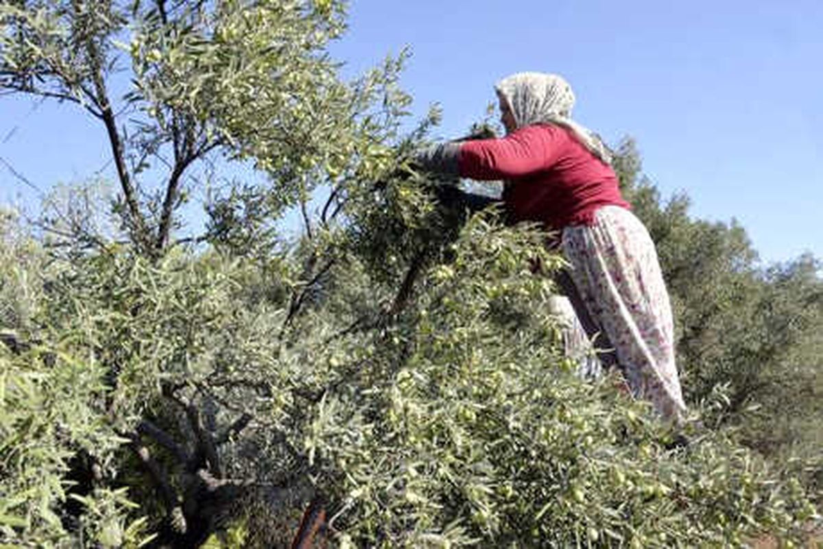 Antalya\'nın Akciğerleri, Yılda 2 Bin 630 Ton Toz Emiyor