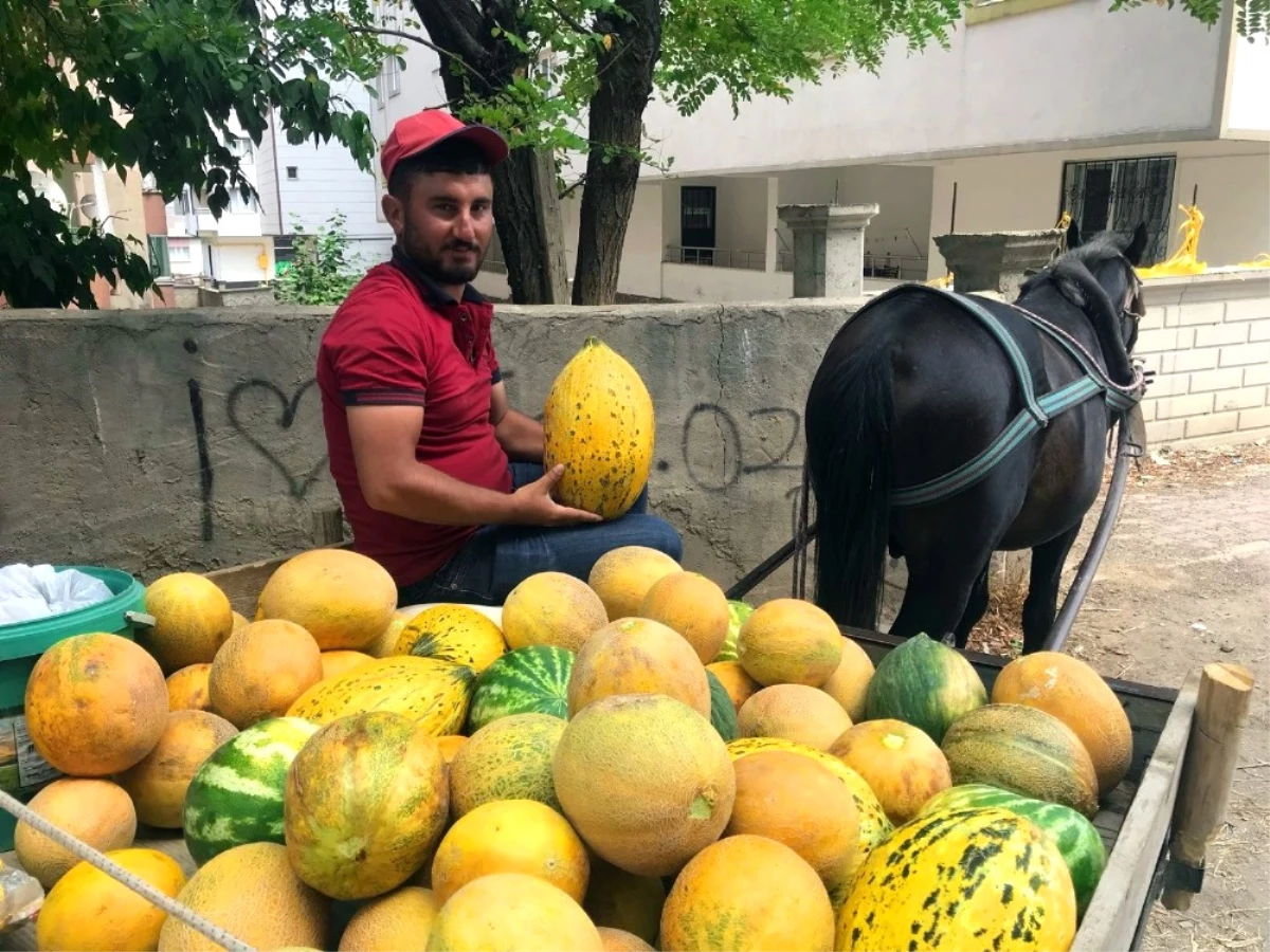 At Arabası Ekmek Teknesi Oldu