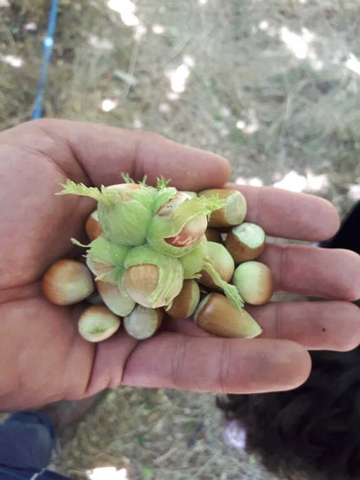 Başkale\'de Fındık Hasat