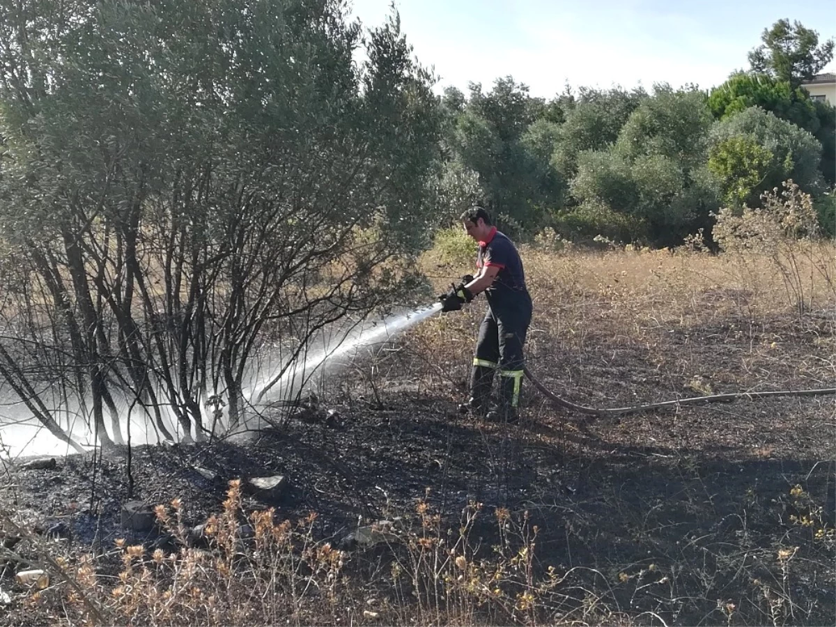 Boş Arazide Çıkan Yangın Zeytin Ağaçlarına Sıçradı