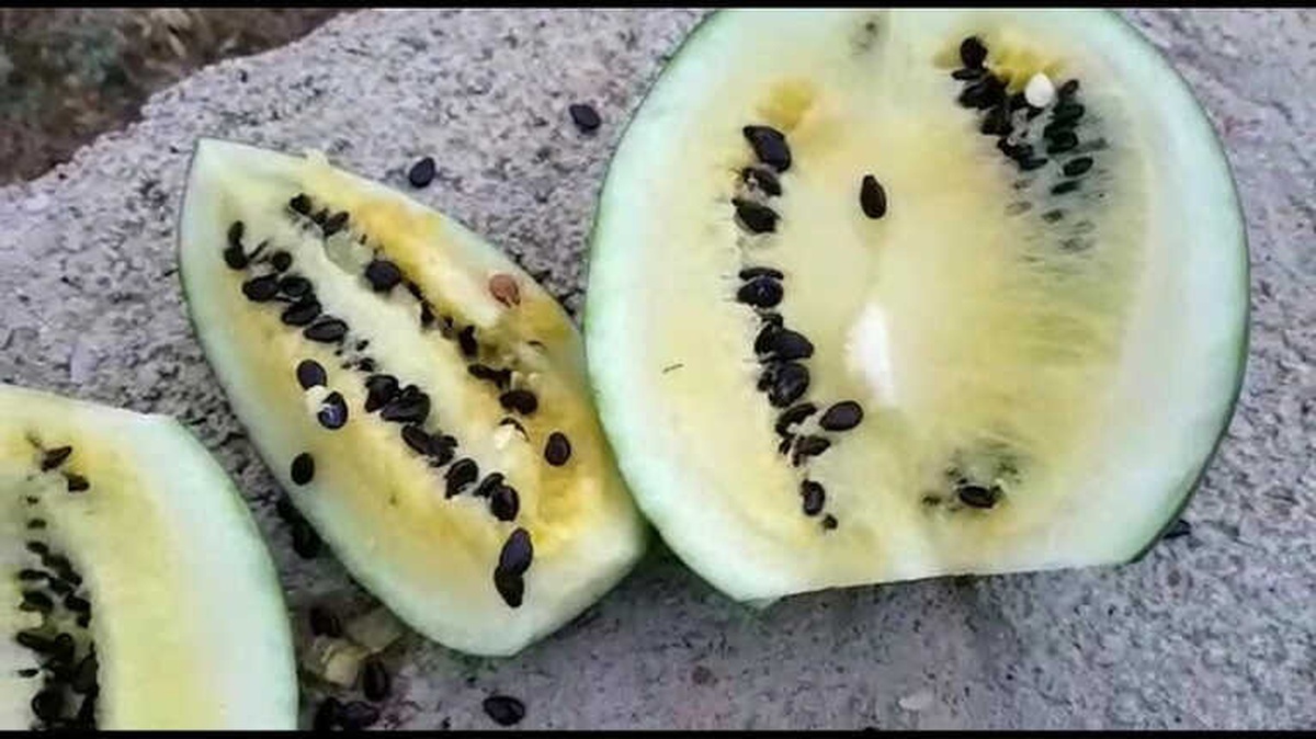 Bu Toprak Kırmızı Karpuzu Sarıya Döndürüyor