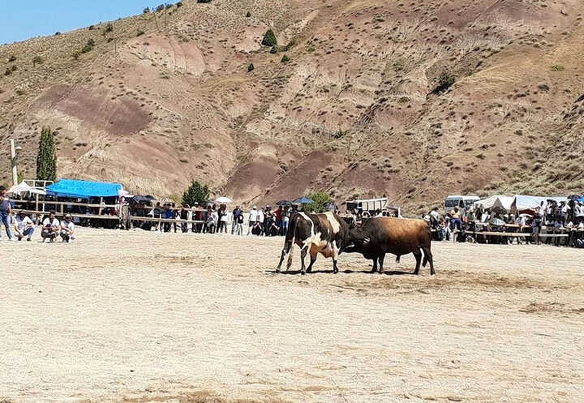 İspir\'de Önce Boğalar Sonra Çevredekiler Güreşti