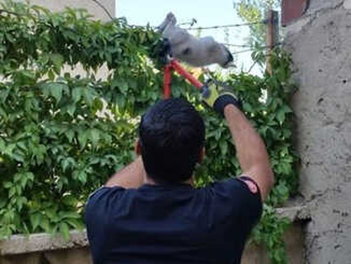 İtfaiye Ekipleri, Mahsur Kalan Hayvanları Kurtardı