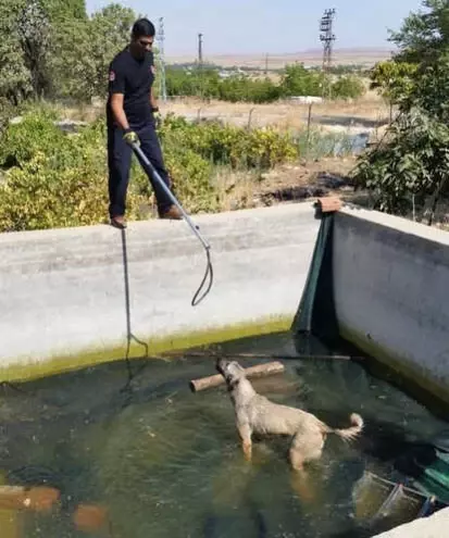 İtfaiye Ekipleri, Mahsur Kalan Hayvanları Kurtardı Son Dakika