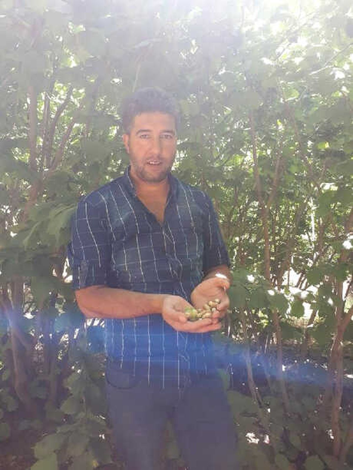 Karadeniz\'den Başkale\'ye Getirdiği Fındıktan 5 Yıl Sonra Hasat Aldı
