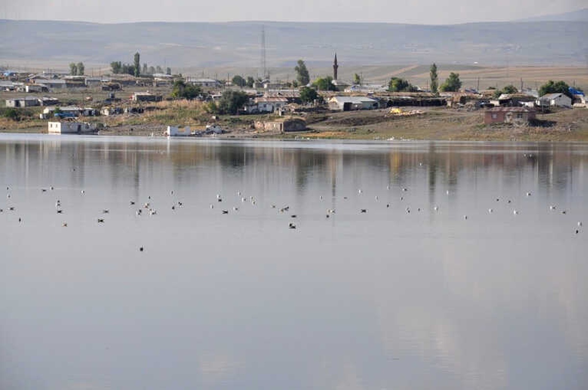Kars Baraj Gölü Yaban Hayatına Ev Sahipliği Yapıyor